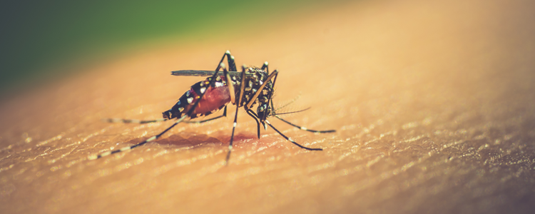 dengue-causes-symptoms